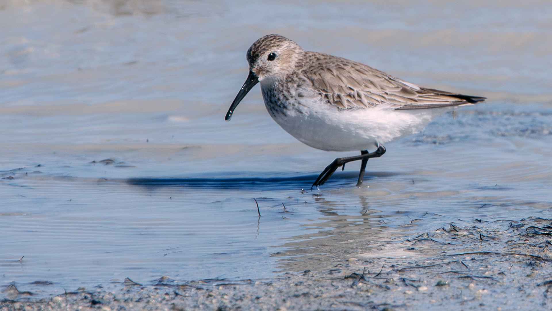 Dunlin